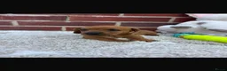 Dachshund dogs for sale: 5 gorgeous miniature dachshund puppy’s🐶 in Cullompton - Advert 24