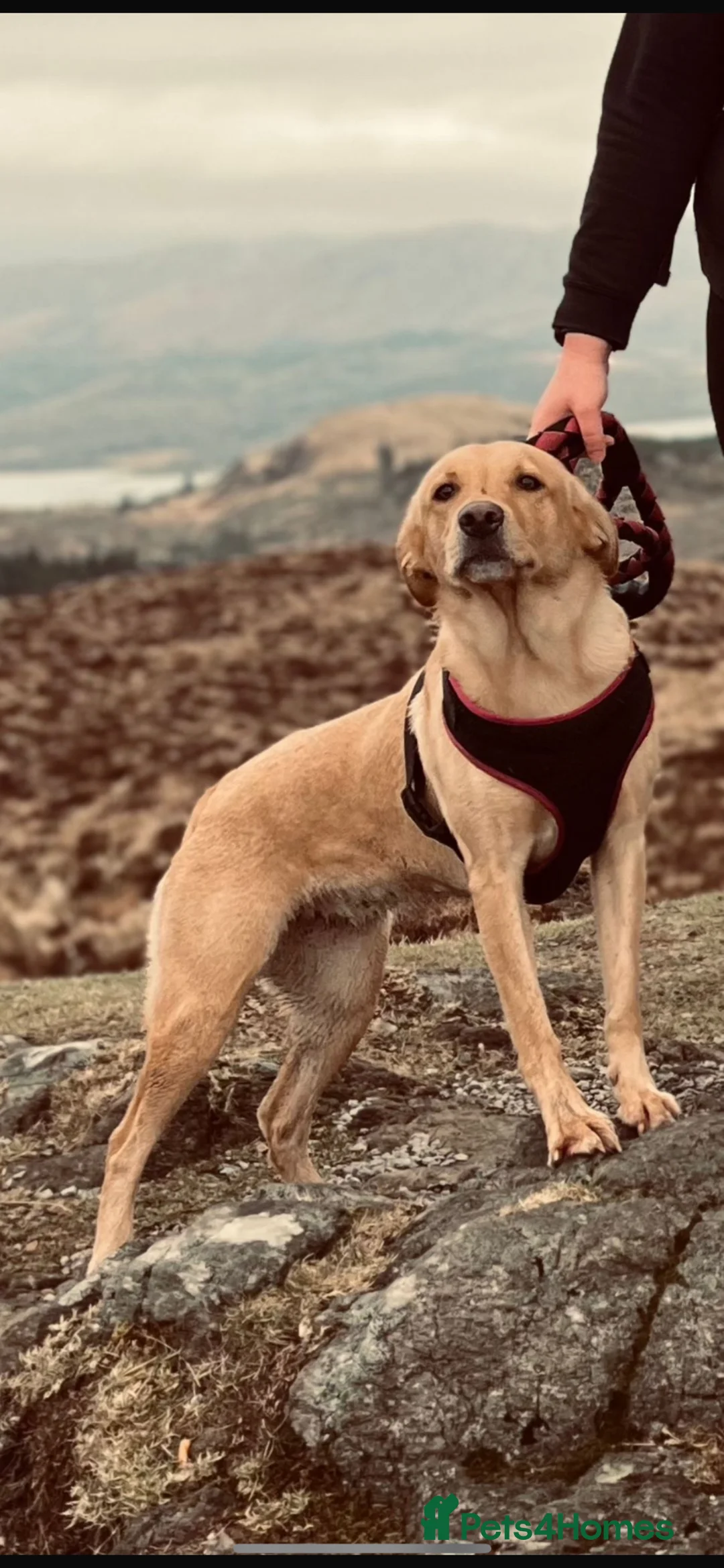 Labrador Retriever dogs for sale: 9 Healthy Red Fox and Black Labrador puppies in Taynuilt - Advert 1