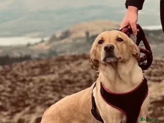 Labrador Retriever dogs 9 Healthy Red Fox and Black Labrador puppies - Advert 6