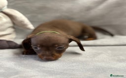 Miniature Dachshund dogs for sale: Miniature dachshund  - Image 10