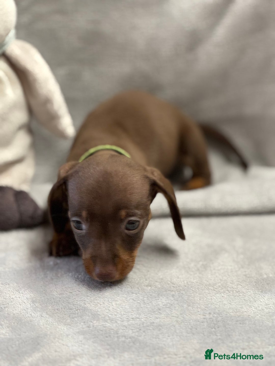 Miniature Dachshund dogs for sale: Miniature dachshund  - Image 10