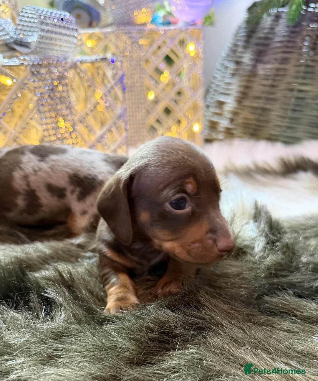 Miniature Dachshund dogs for sale: Miniature Daschunds Pra Clear  - Advert 4