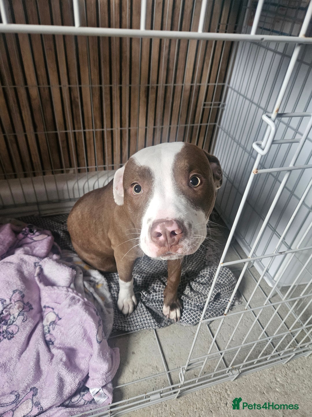 Mixed Breed dogs for sale: Thunder - Advert 1