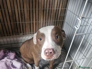 Mixed Breed dogs Thunder - Advert 9