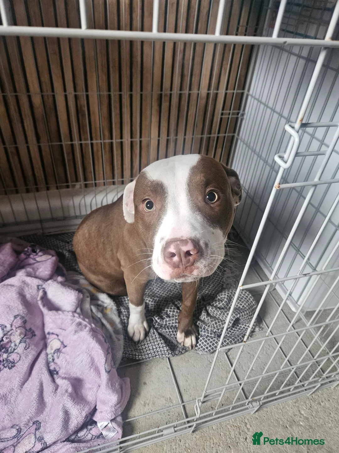 Mixed Breed dogs for sale: Thunder - Advert 1