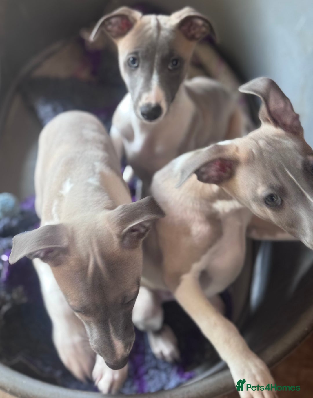 Whippet dogs for sale: Wonderful whippets 5* puppies  - Image 4