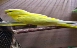 Budgerigars birds for sale: Young budgerigars for sale. - Image 8