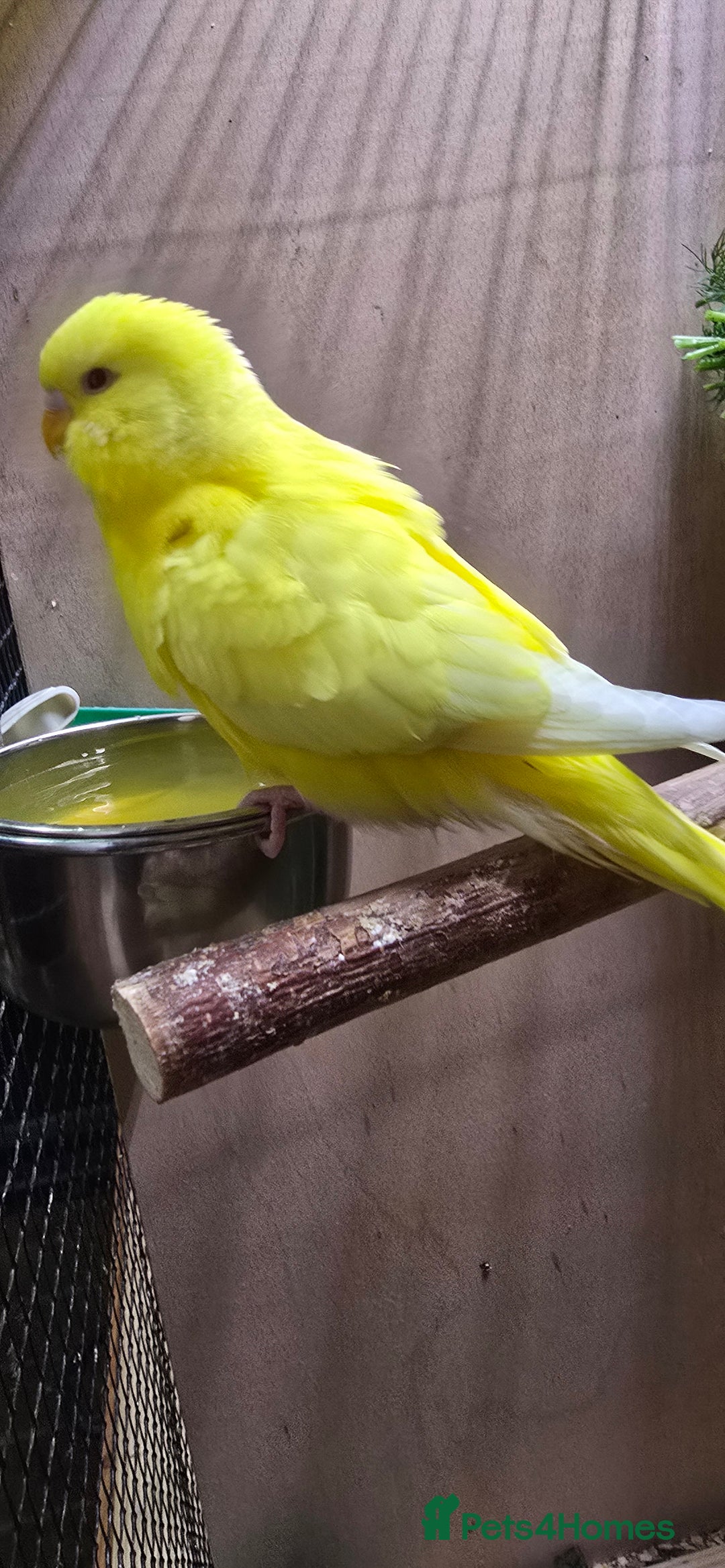 Budgerigars birds for sale: Young budgerigars for sale. - Image 8