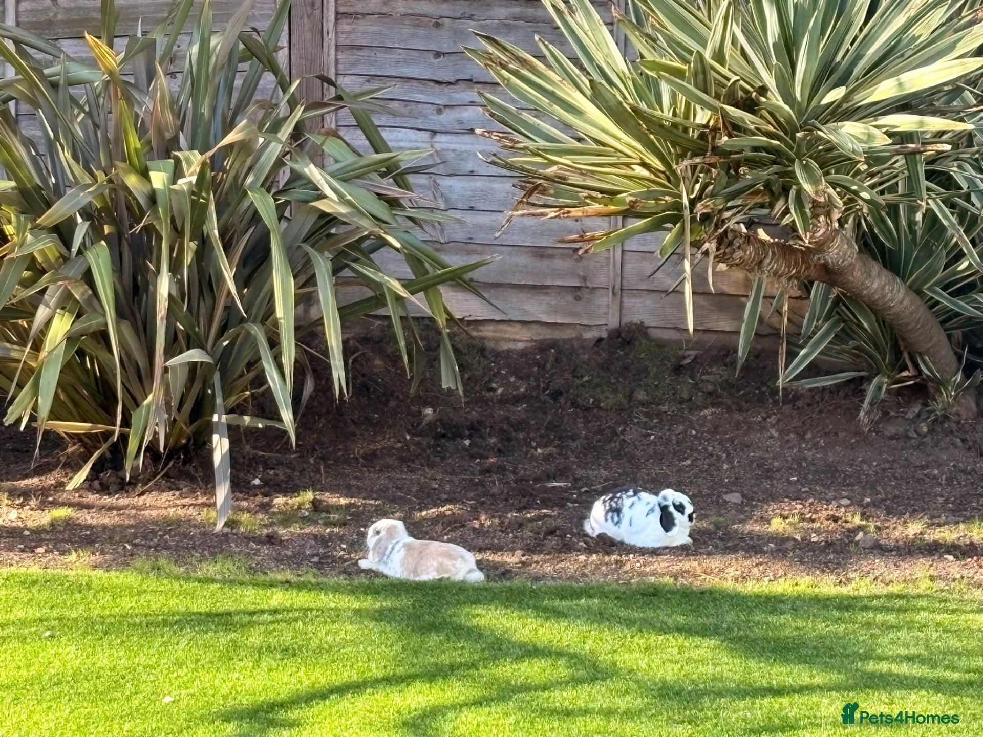 Mini Lop rabbits Pair of bunnies  - Advert 2