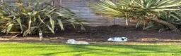 Mini Lop rabbits for sale: Pair of bunnies  - Advert 2