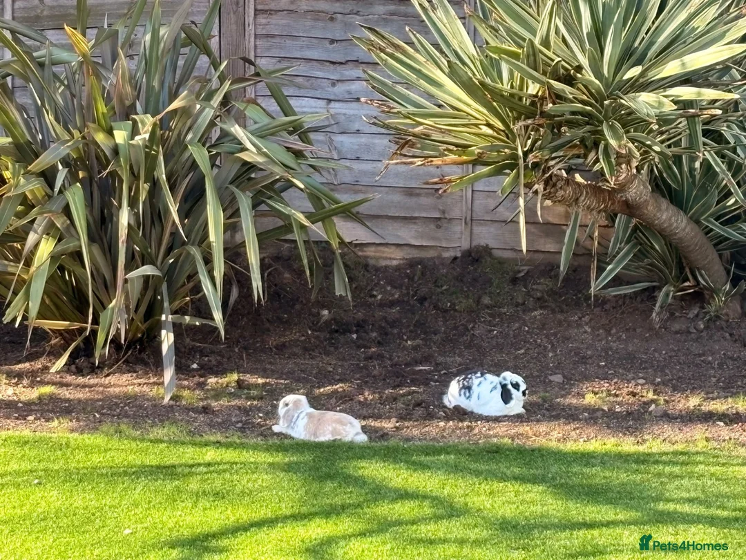 Mini Lop rabbits for sale: Pair of bunnies  - Advert 2