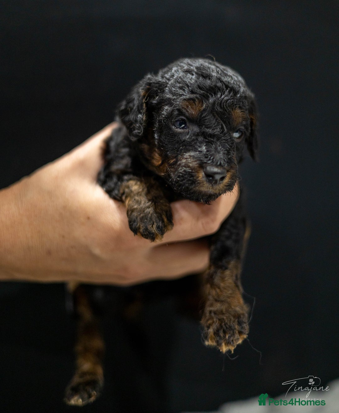 Goldendoodle dogs for sale: Mini Goldendoodles - Advert 9