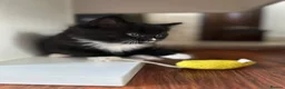 Mixed Breed cats for sale: 8 beautiful fluffy kittens 😻 - Advert 12