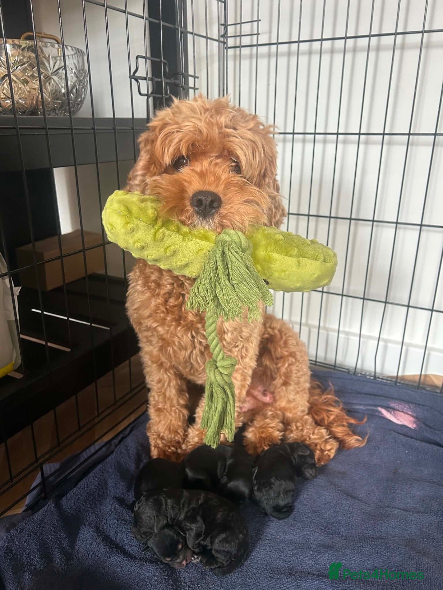 Cavapoo dogs F1b Cavapoo Puppies – 2 Beautiful Girls Available - Advert 2