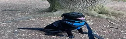 Mixed Breed dogs for adoption: Lonzo (Retriever mix) - Advert 7