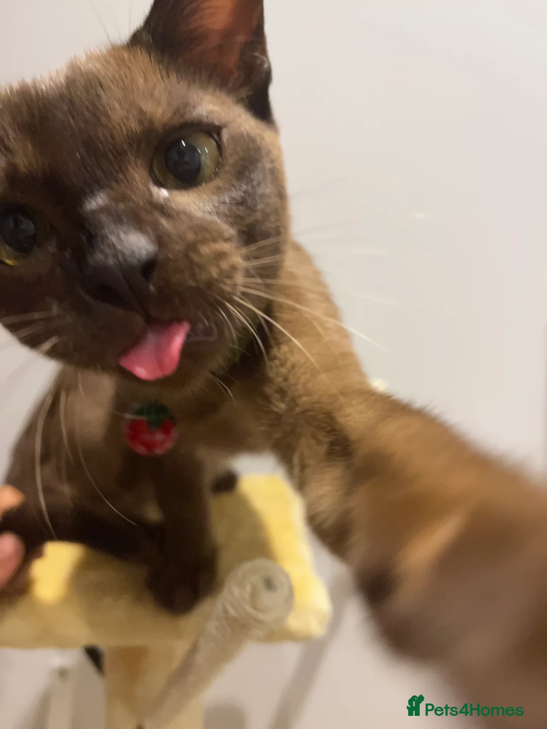 Burmese cats for sale: Lovely Burmese Male - Advert 7