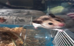 Hamster rodents for sale: Syrian Hamster  - Image 4
