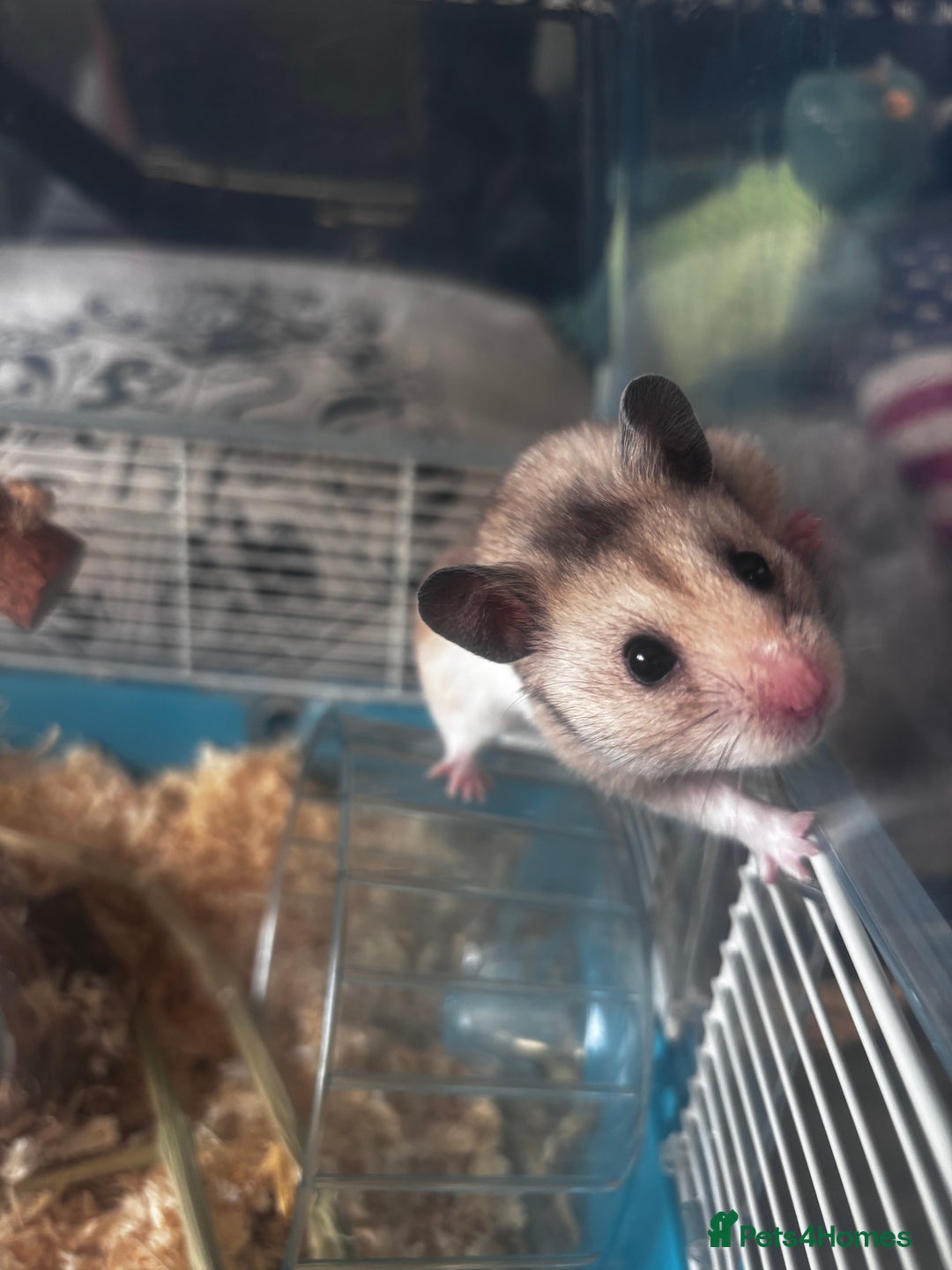 Hamster rodents for sale: Syrian Hamster  - Image 4