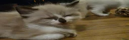Maine Coon cats for sale: Poly litter of mainecoon/ragdoll - Advert 13