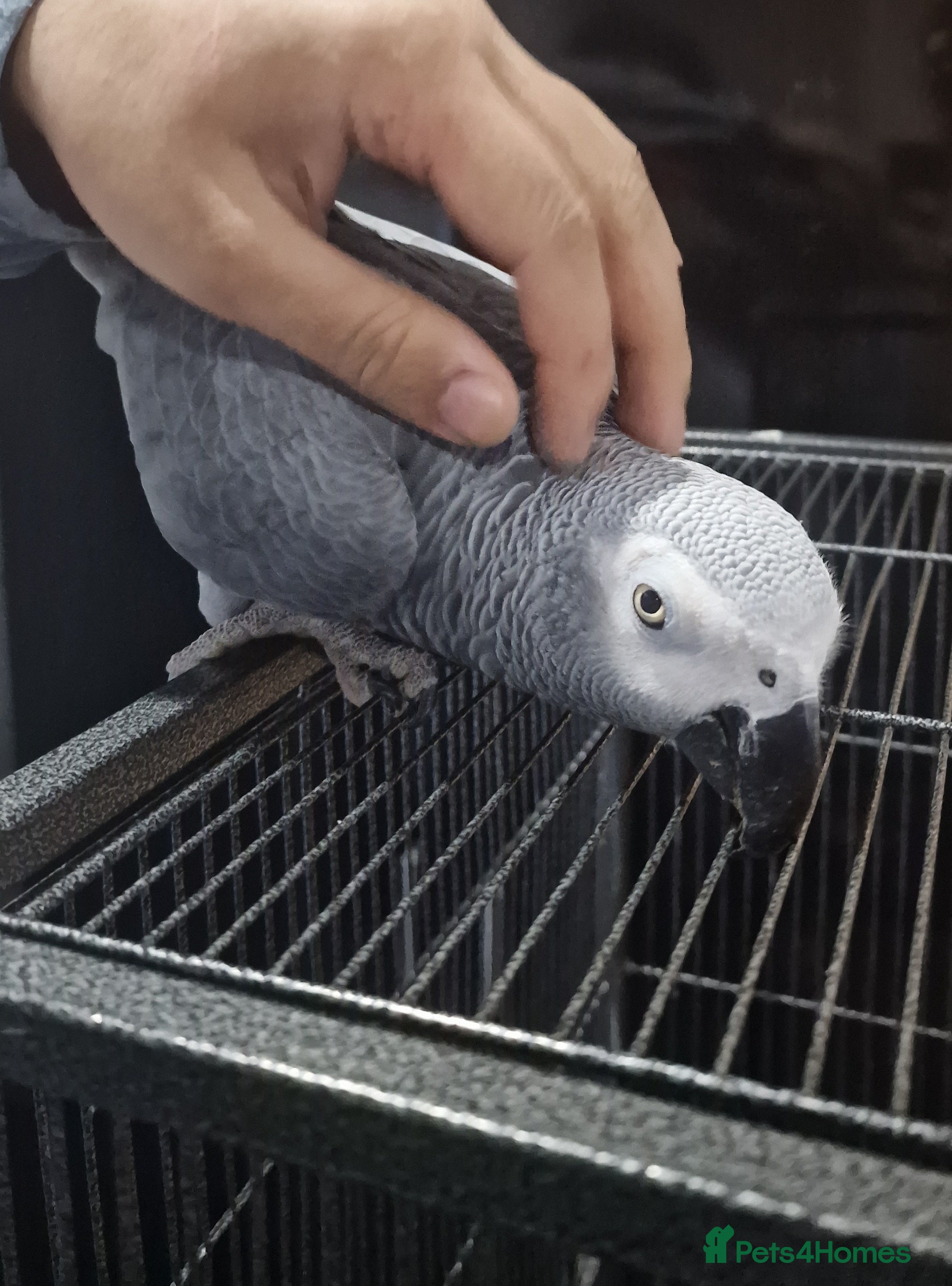 Budgerigars birds African grey with cage - Advert 2