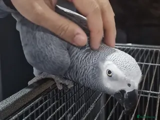 Budgerigars birds African grey with cage - Advert 1