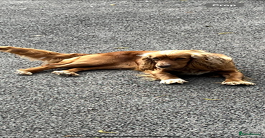 Cockapoo dogs - Advert 1