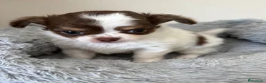 Chihuahua 3