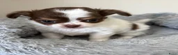Chihuahua dogs for sale: Litter of tiny long haired chihuahuas - Advert 9