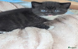 Mixed Breed cats for sale: 2 Sisters 1 Tabby and 1 Tuxedo Persian Mix - Image 15