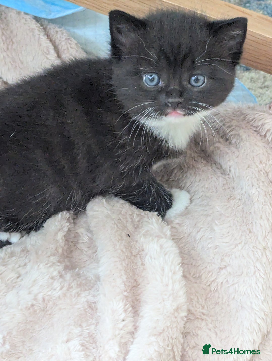 Mixed Breed cats for sale: 2 Sisters 1 Tabby and 1 Tuxedo Persian Mix - Image 15