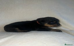 Rottweiler dogs for sale: Stunning Rottweiler puppies  - Image 3
