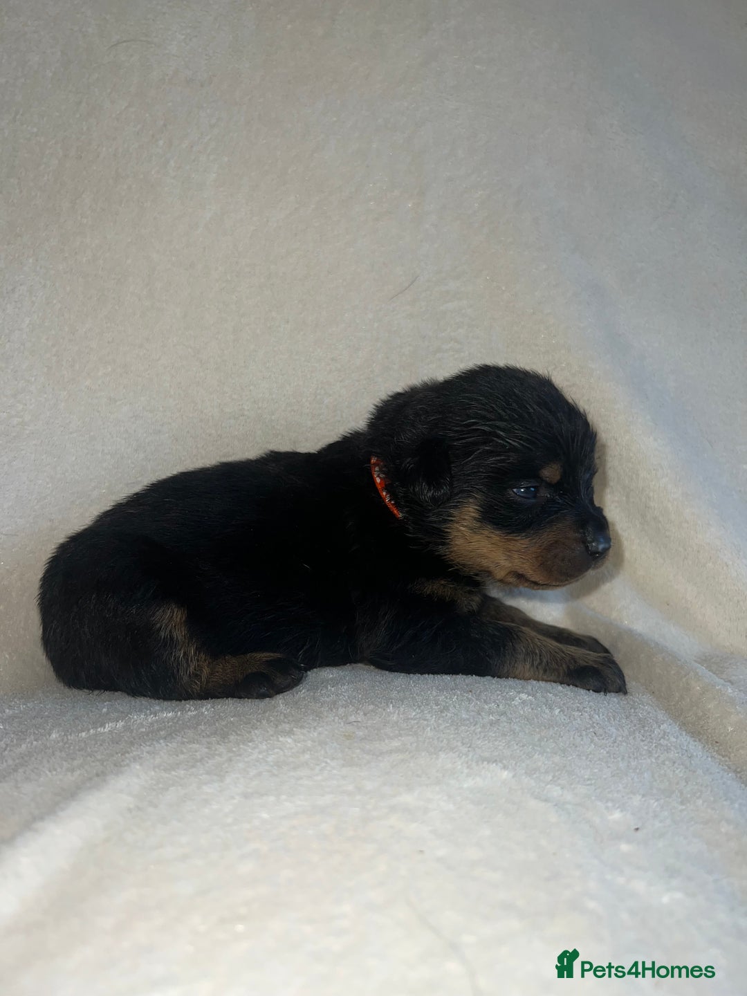 Rottweiler dogs for sale: Stunning Rottweiler puppies  - Image 3