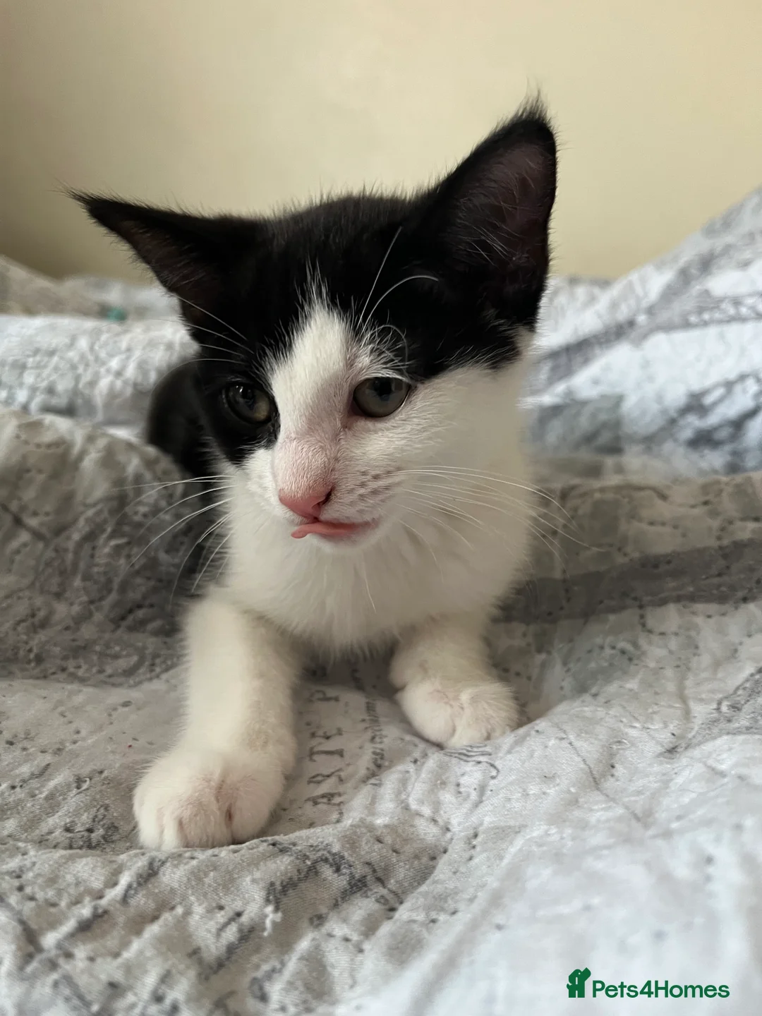 Mixed Breed cats for sale: 2 female kitten - Advert 5