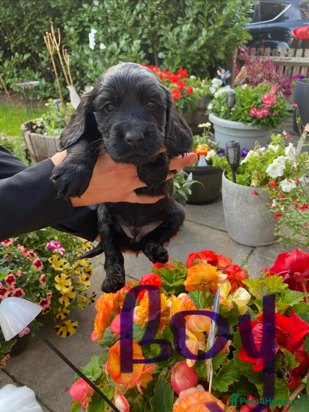 Sprocker dogs for sale: Sprocker spaniel puppies  - Advert 7