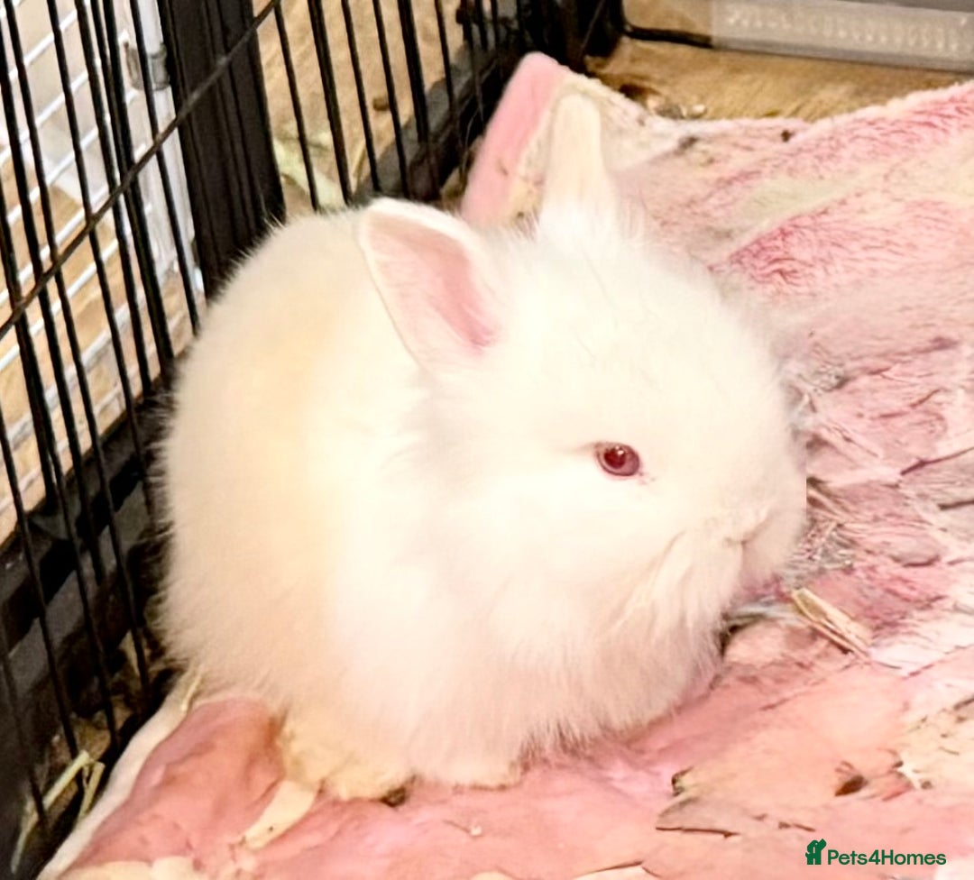 Lionhead rabbits for sale: 11 Double Maned Lionhead Babies For Sale - Advert 4