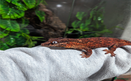 Gecko reptiles for sale: Red Base Red Stripe Gargoyle Gecko  - Image 8
