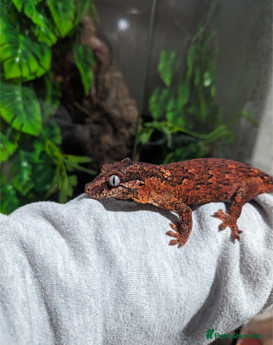 Gecko reptiles for sale: Red Base Red Stripe Gargoyle Gecko  - Image 8