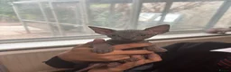 Sphynx cats for sale: Sphynx kittens  - Advert 7