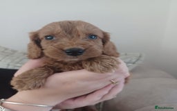 Cockapoo dogs for sale: F1 cockapoo puppies - Image 5
