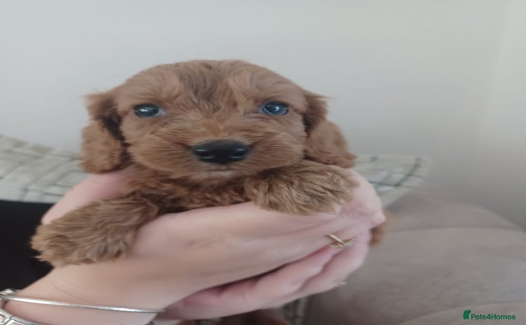 Cockapoo dogs for sale - Advert 1