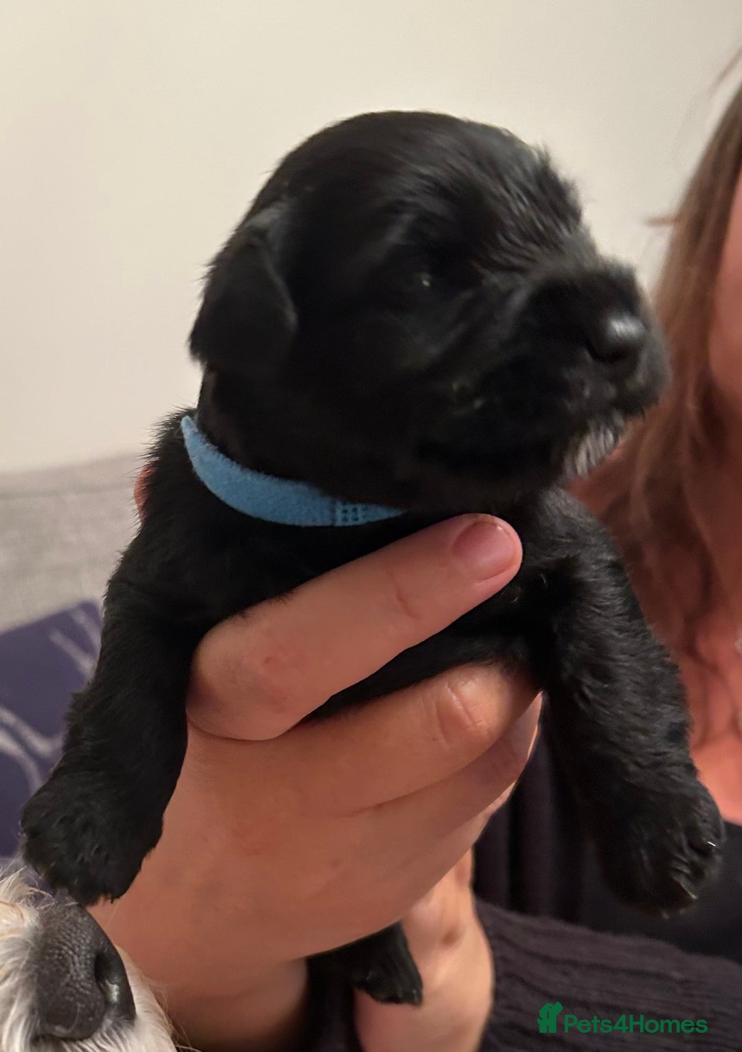 Miniature Schnauzer dogs for sale: Stunning KC Reg Miniature Schnauzers  - Image 10