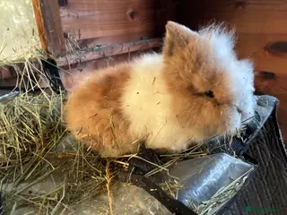 Lionhead rabbits 1 stunning lionhead baby boy - Advert 14