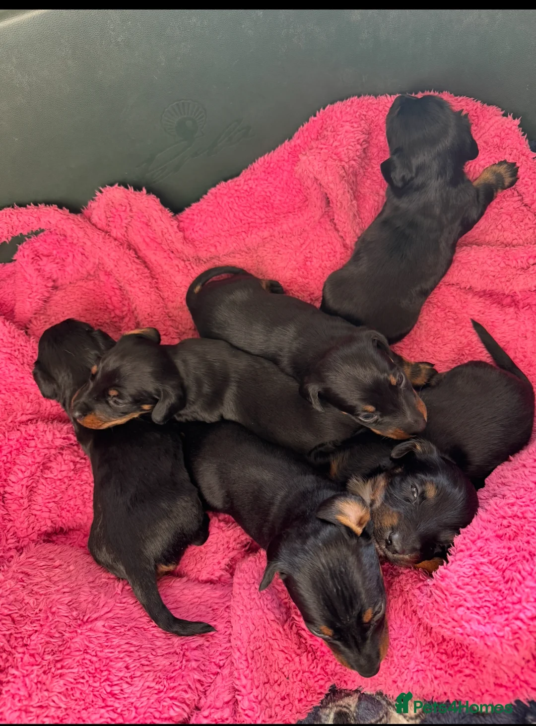 Miniature Dachshund dogs for sale: Miniature dachshunds - Advert 20