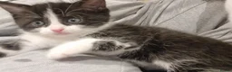 Domestic Shorthair cats for sale: Gorgeous tuxedo and mixed litter - Advert 25