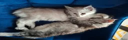 Maine Coon cats for sale: Maine Coon Kittens looking for new loving home in Birmingham - Advert 8