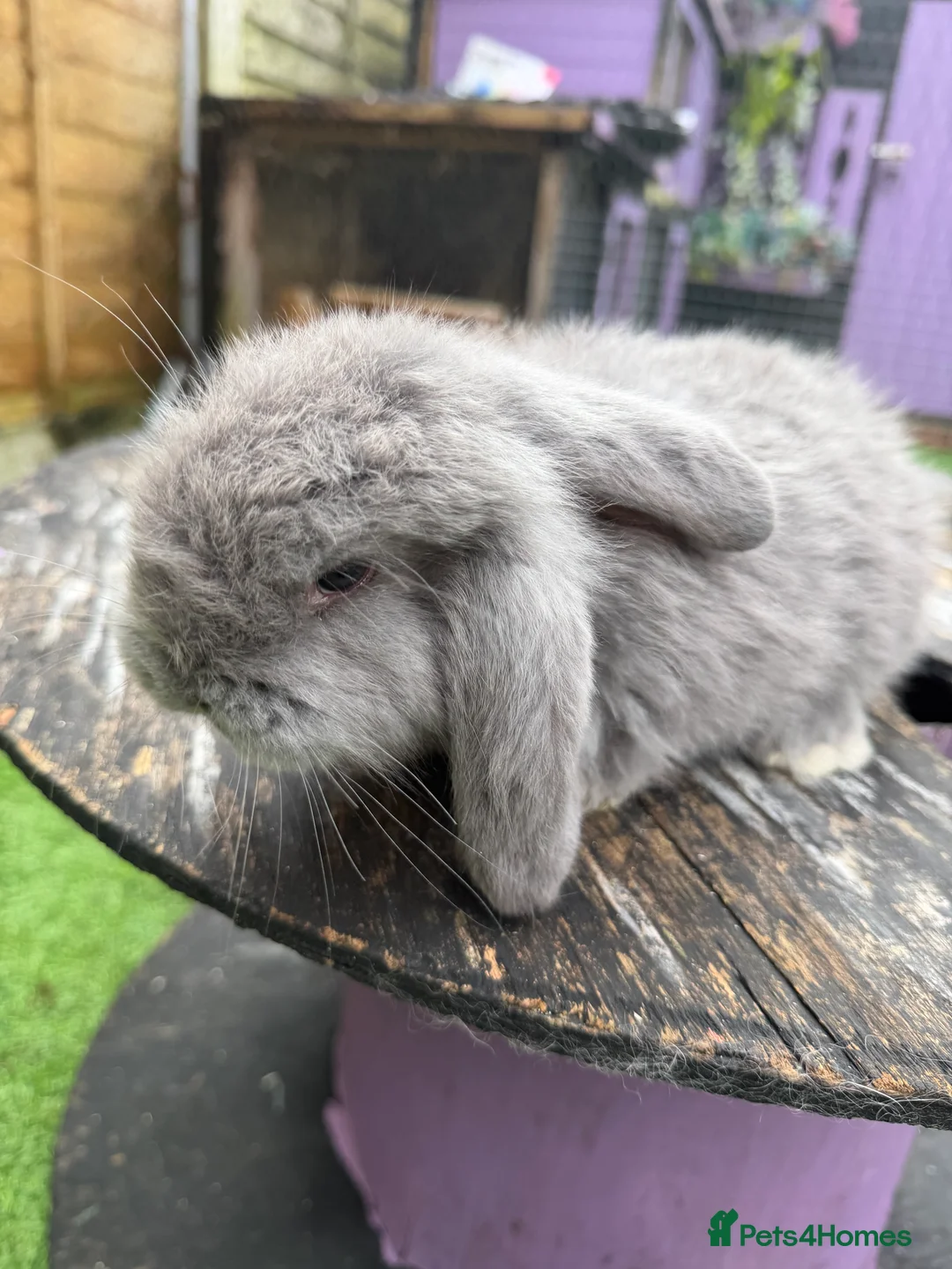 French Lop rabbits for sale: French lops  - Advert 14