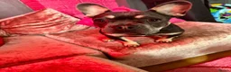 French Bulldog dogs for sale: Raven  in Liskeard - Advert 4