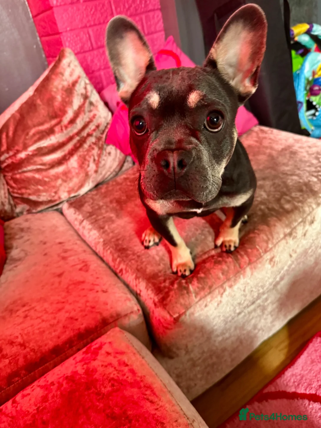 French Bulldog dogs for sale: Raven  in Liskeard - Advert 4