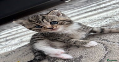 Scottish Fold cats - Advert 1
