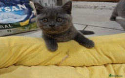 British Shorthair cats for sale: Pedigree British shorthair male - Image 1
